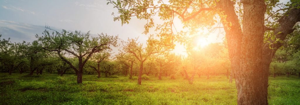 Hinter der Streuobstwiese geht langsam die Sonne unter und scheint durch die alten Apfelbäume.